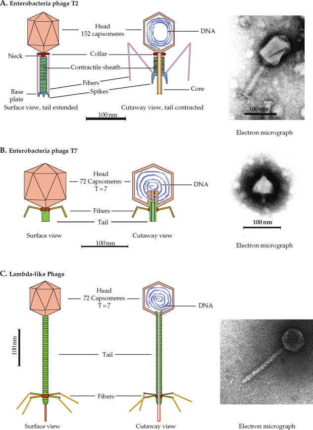 FIGURE 2.13