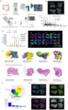 Figure 4. Complex peptide gradient patterns in CRC resections by collagen targeted mass spectrometry imaging. (A) Workflow took tissue sections from colorectal resections for experiments by high mass ...