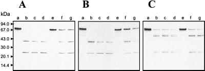 FIG. 6