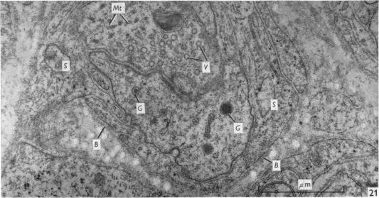 Fig. 21