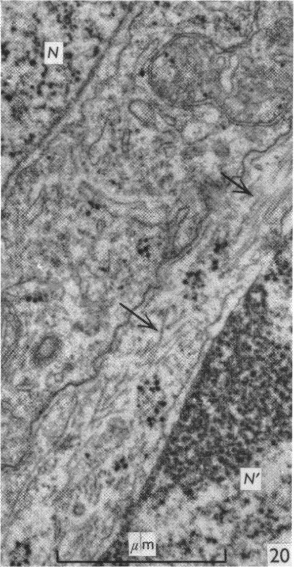 Fig. 20