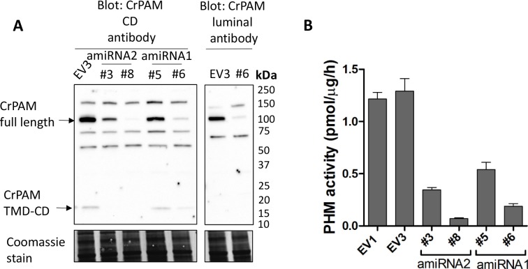 Figure 1—figure supplement 3.