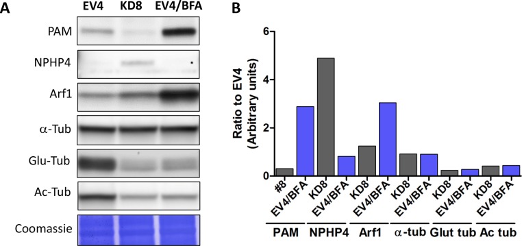 Figure 7—figure supplement 1.