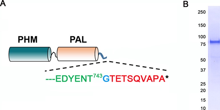 Figure 2—figure supplement 1.