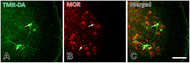 FIGURE 3