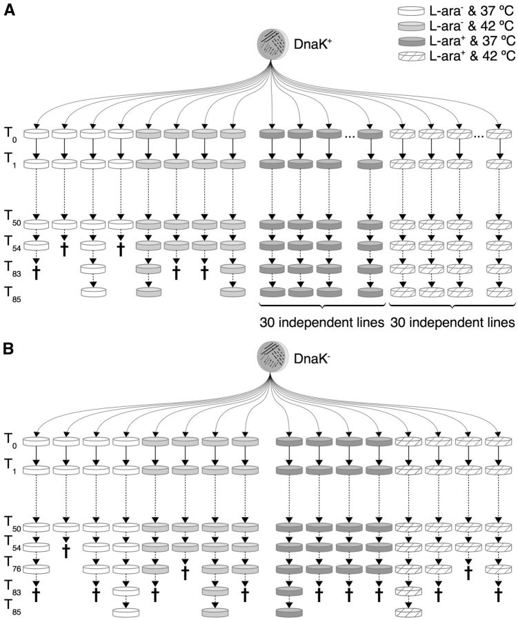 Fig. 1.—