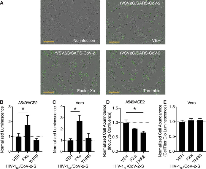 Figure 3—figure supplement 1.