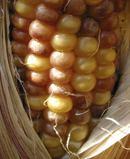 Heavy spotting on corn kernels reveals the activity of the Mutator system. (Photo: Damon Lisch)