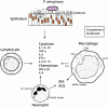 <b>Figure 4.</b>