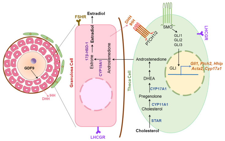 Figure 11