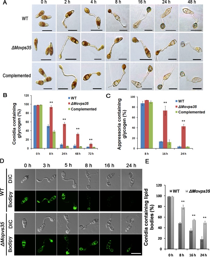 Fig 4