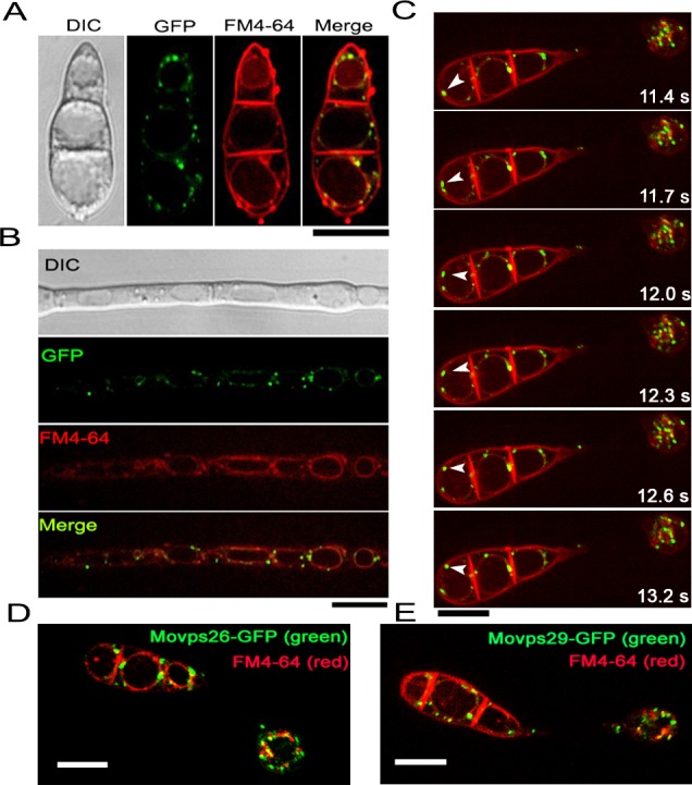 Fig 6