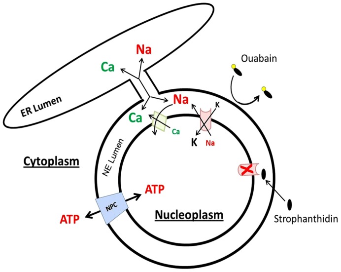 Fig. 7.