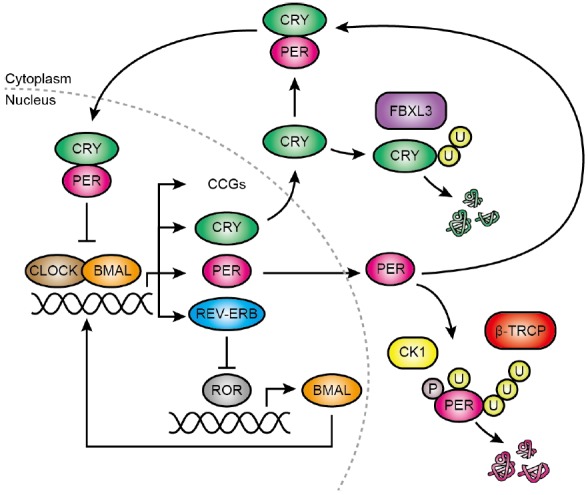 Fig. 3.