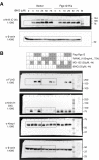 Figure 5—figure supplement 1.