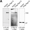 Figure 2—figure supplement 1.