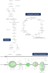 Figure 3—figure supplement 1.