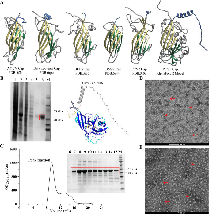 Structural models depict capsid proteins from multiple viruses, including PCV5 AlphaFold prediction, protein gels with bands near 40 to 55 kDa, chromatogram with peak fraction, and electron microscopy depicting viral particles across grids.