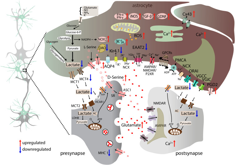 FIGURE 4