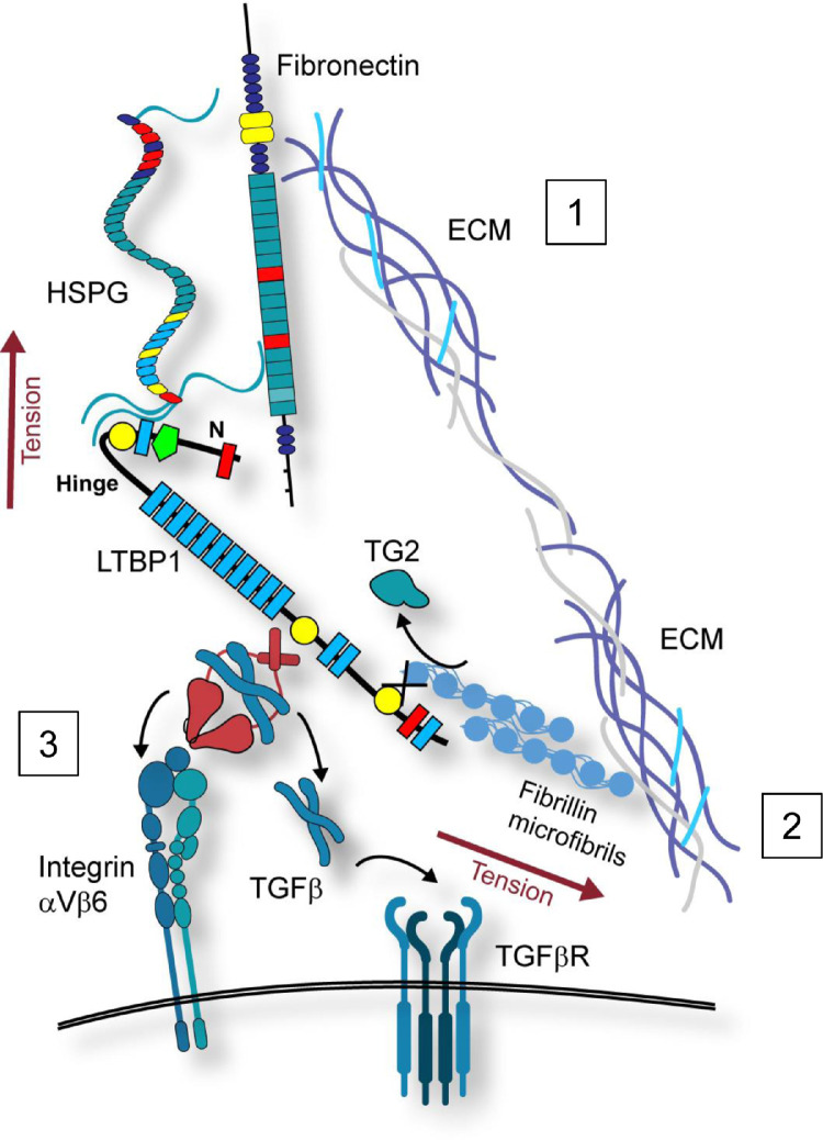 Fig 7