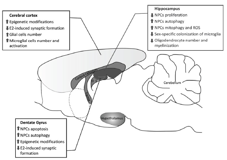 Fig. (2)