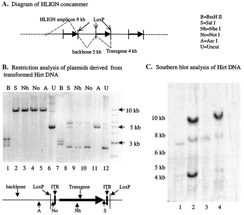 FIG. 4.