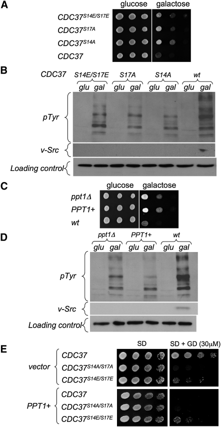 Figure 5