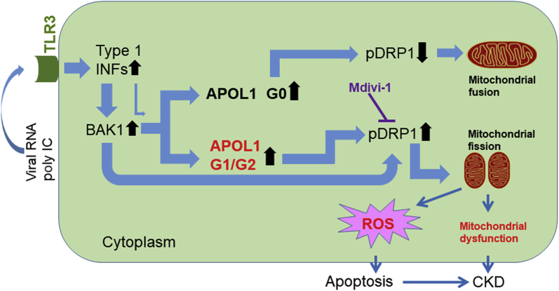 Figure 7