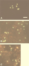 FIG. 1