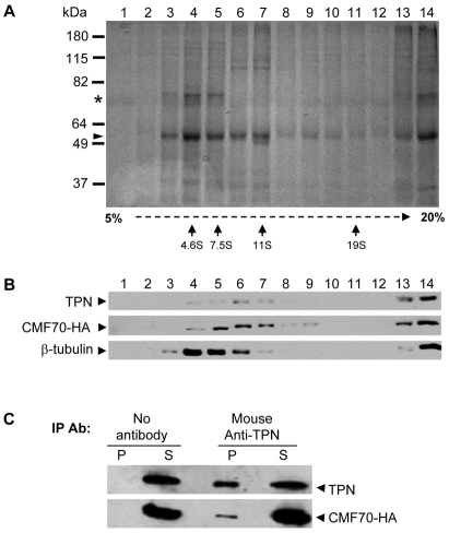 Fig. 3.