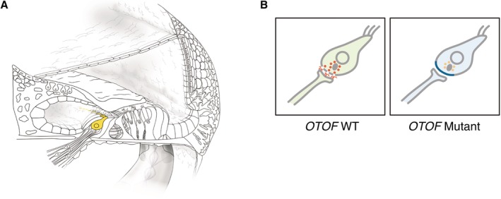 Figure 33