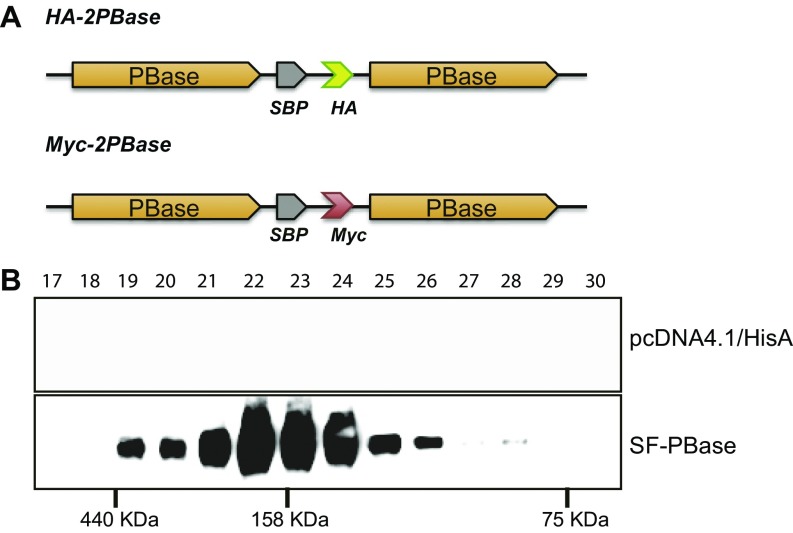 Fig. S7.