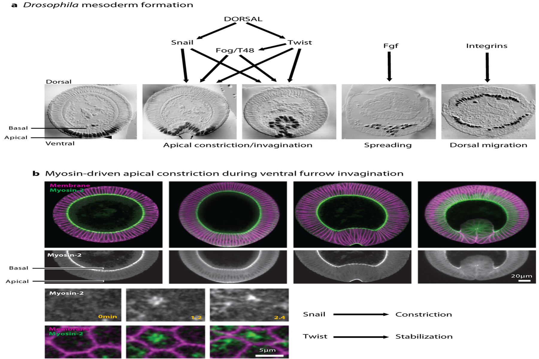 Figure 2: