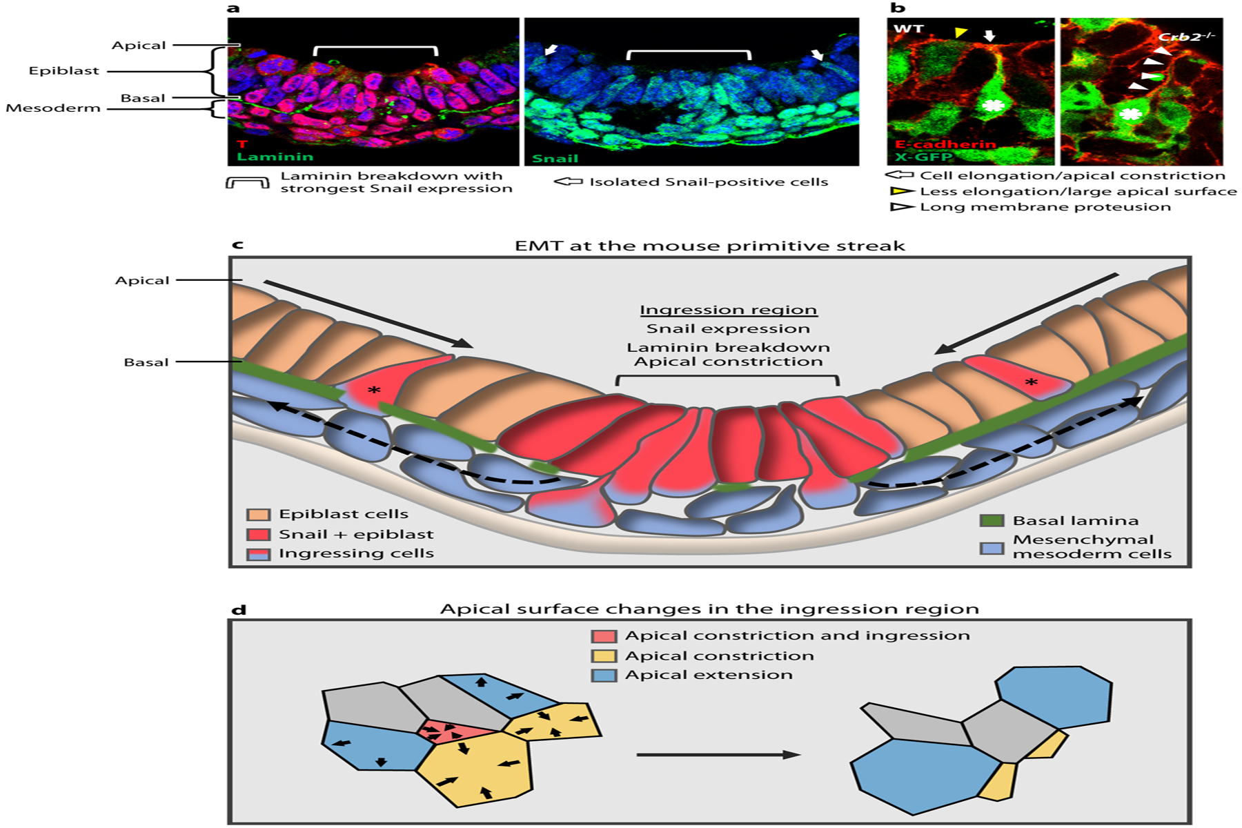 Figure 4: