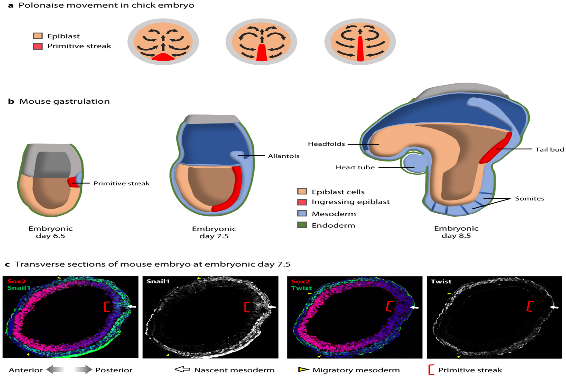 Figure 3: