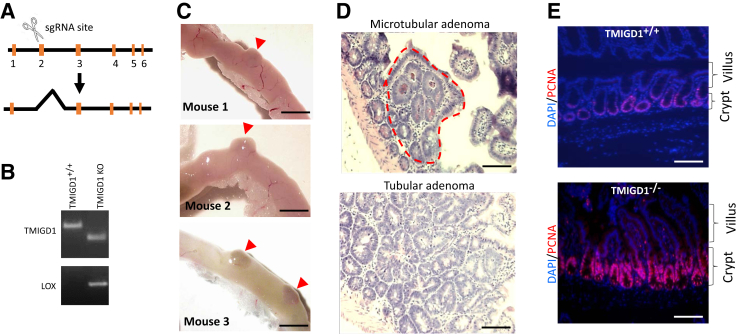 Figure 1
