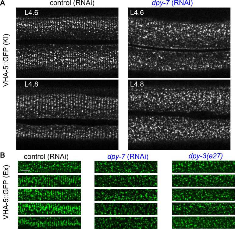 Figure 5—figure supplement 1.