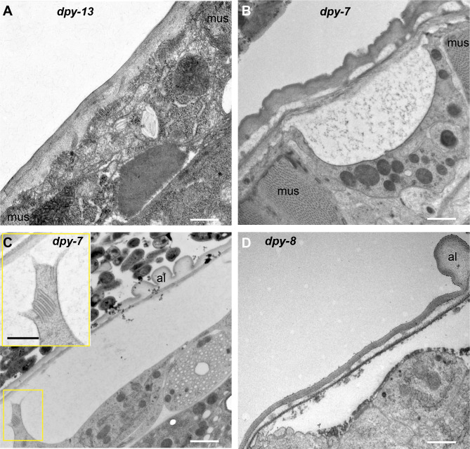 Figure 7—figure supplement 1.