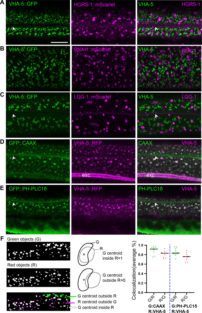 Figure 3—figure supplement 1.