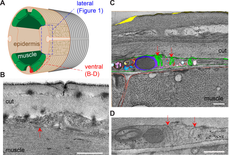 Figure 1—figure supplement 3.