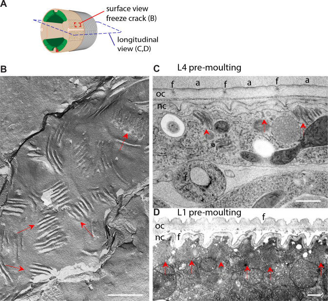 Figure 1—figure supplement 2.