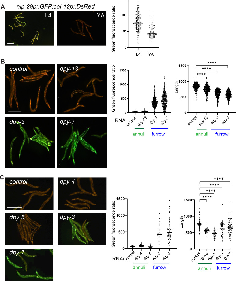 Figure 6—figure supplement 1.