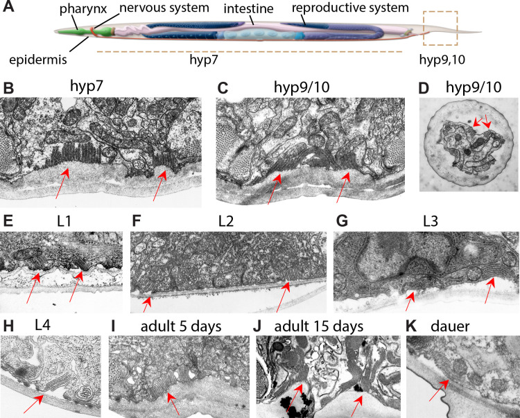 Figure 1—figure supplement 1.