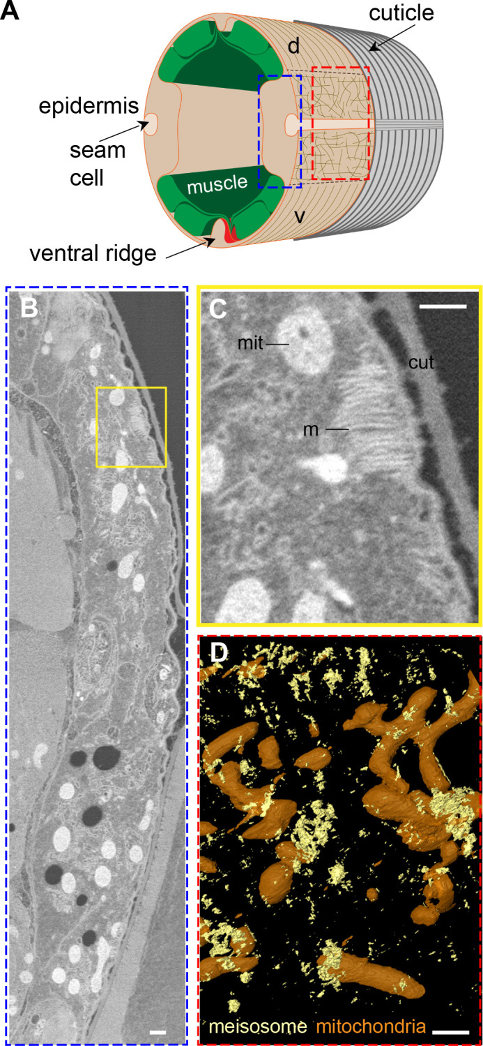 Figure 2—figure supplement 1.