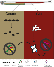 Fig. 8.