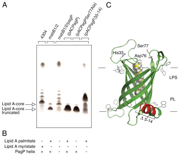 FIGURE 5