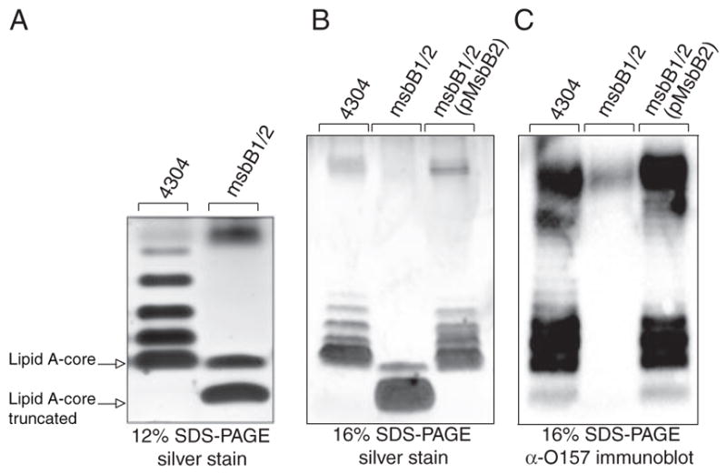 FIGURE 3