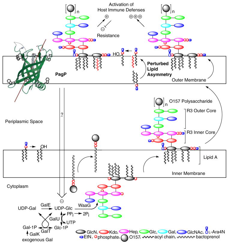 FIGURE 9