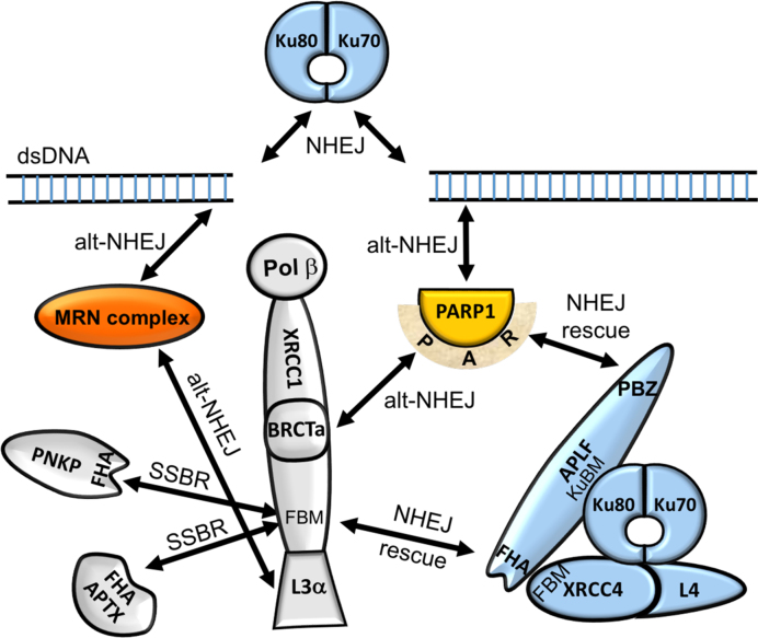 Figure 7.