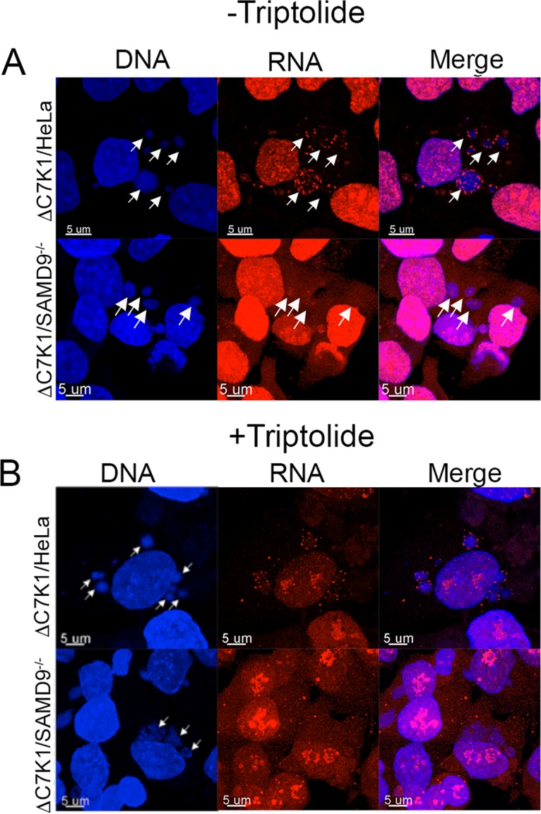 FIG 6